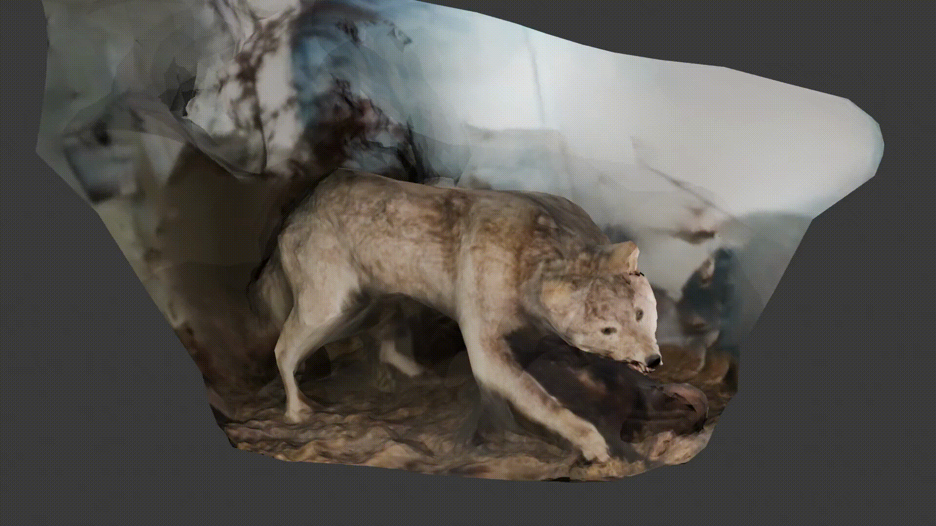 Rotation of a Wolf